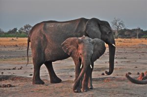 ZIMBABWE SAFARI HWANGE