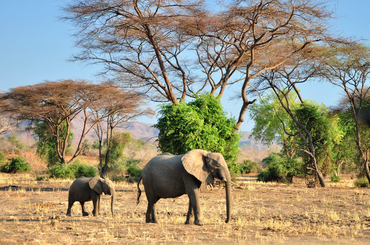 VOYAGE DE NOCES AFRIQUE SAFARIS ZAMBIE