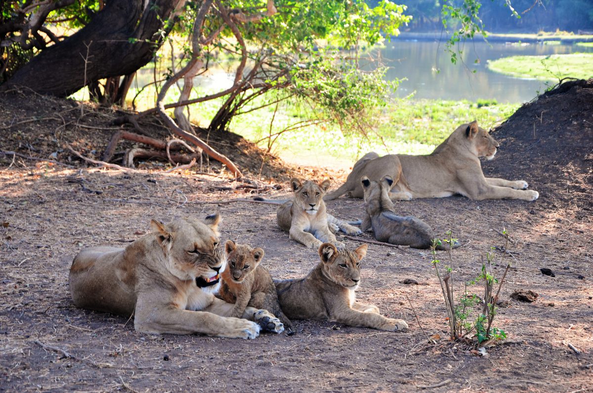 SAFARI AFRIQUE FAMILLE ZAMBI