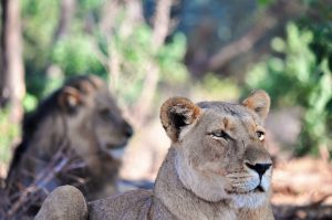safari afrique zambie