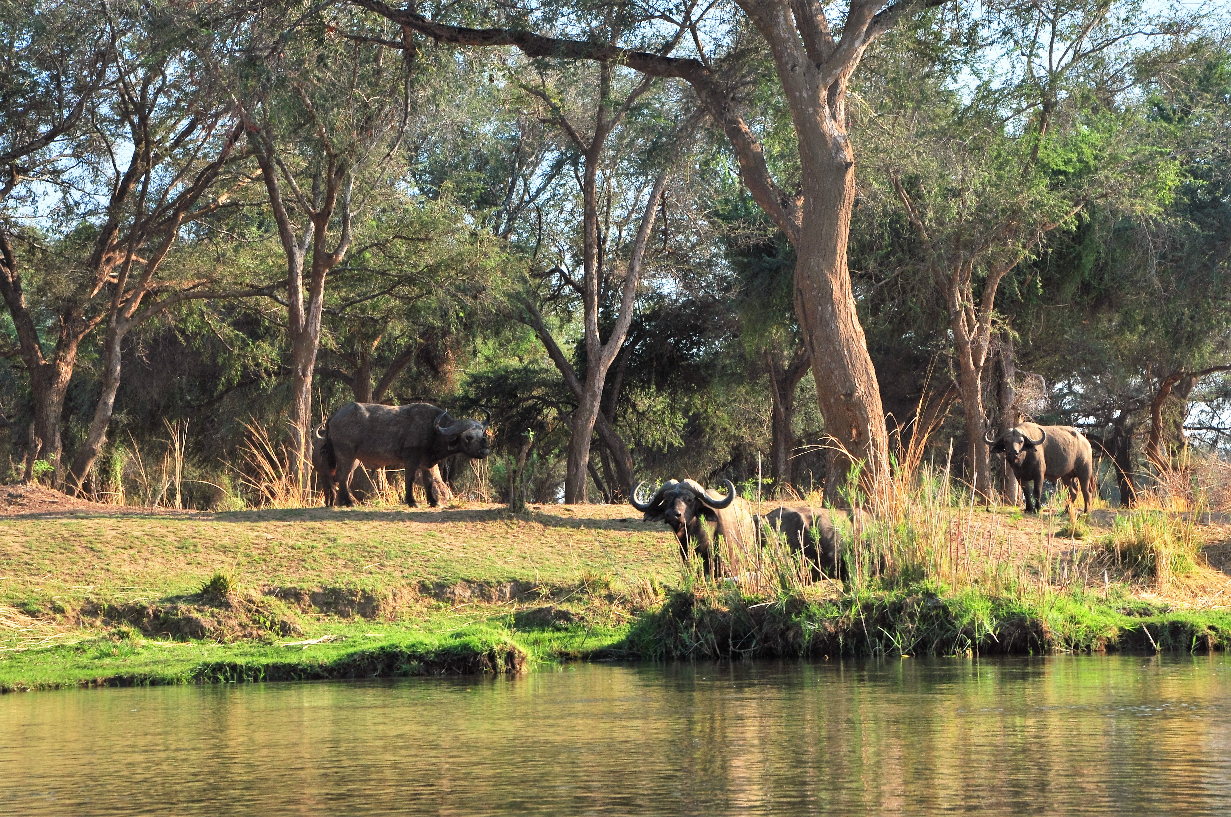 SAFARI AFRIQUE ZAMBIE