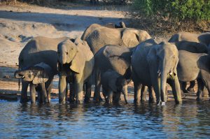 SAFARI BOTSWANA CHOBE