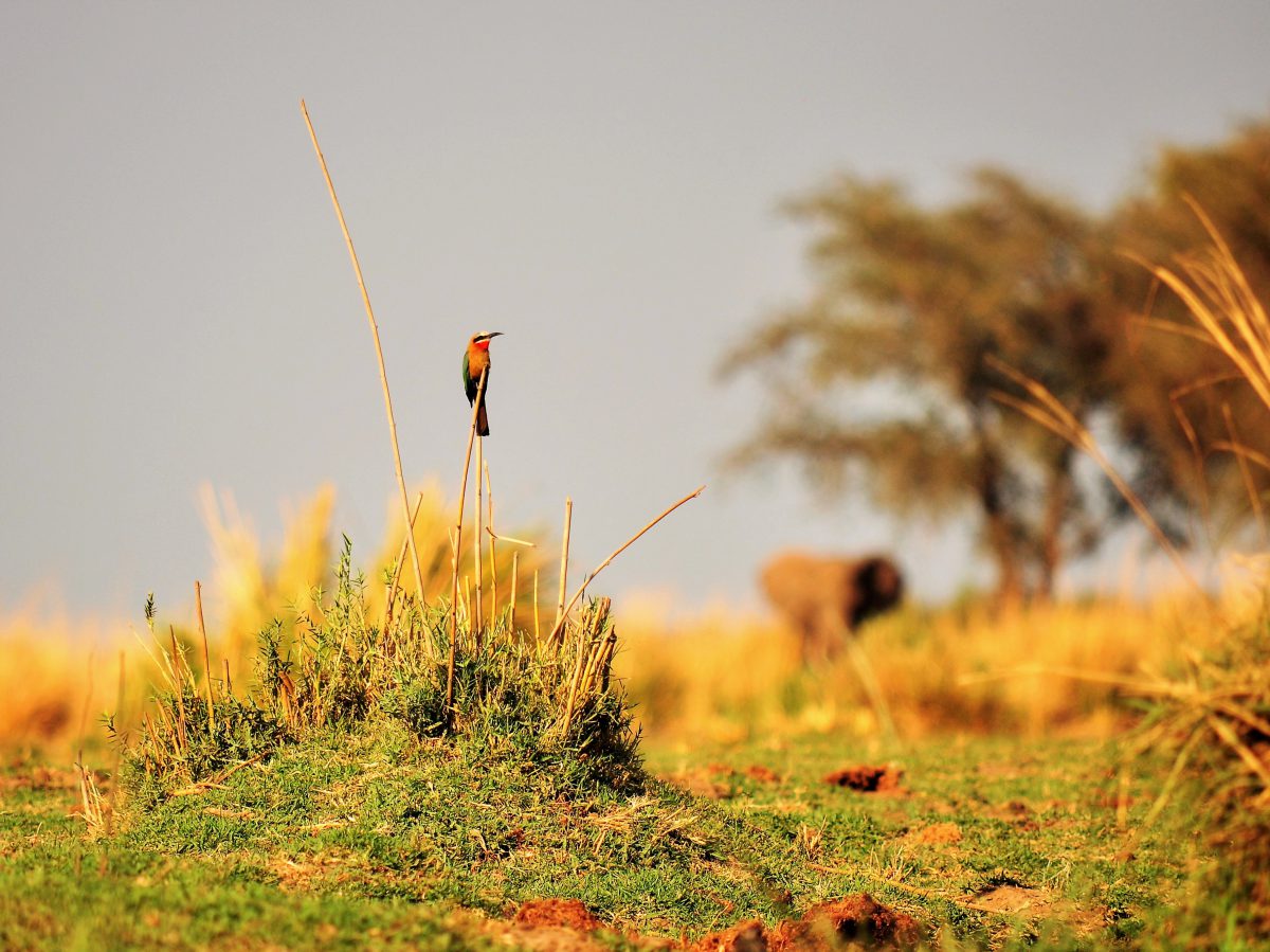 SAFARI PHOTOGRAPHIQUE AFRIQUE SAFARIS ZAMBIE