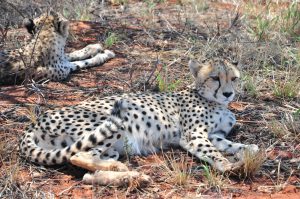 NAMIBIE GUEPARDS OKONJIMA