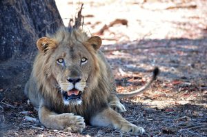 VOYAGE DE NOCES AFRIQUE SAFARIS ZAMBIE