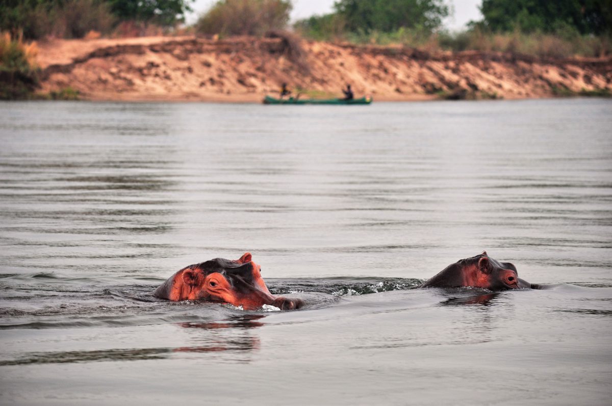 SAFARI EN BATEAU ZAMBEZE