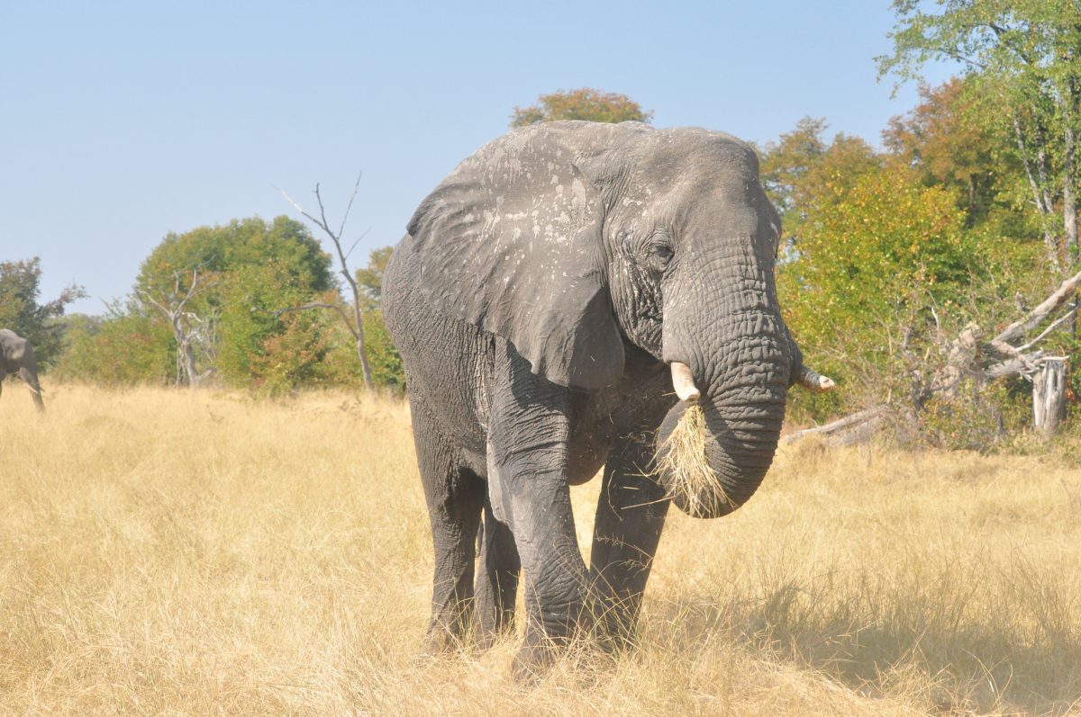 botswana moremi elephant safari