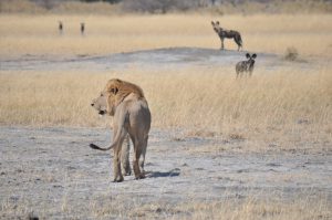 SAFARI BOTSWANA MOREMI
