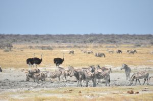CIRCUIT NAMIBIE AUTOTOUR ETOSHA