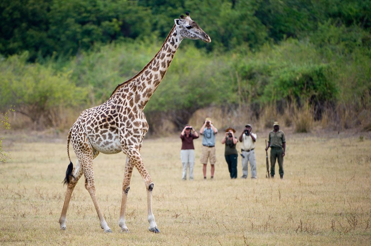 En quoi un safari en Afrique et en réserve privée est-il avantageux ?