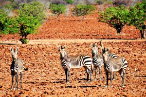 NAMIBIE ERONGO ZEBRES DES MONTAGNES