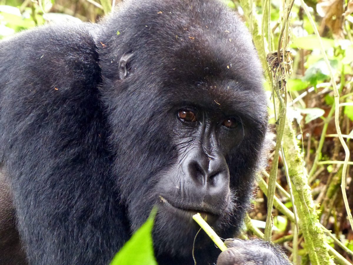 Gorille AFRIQUE RWANDA
