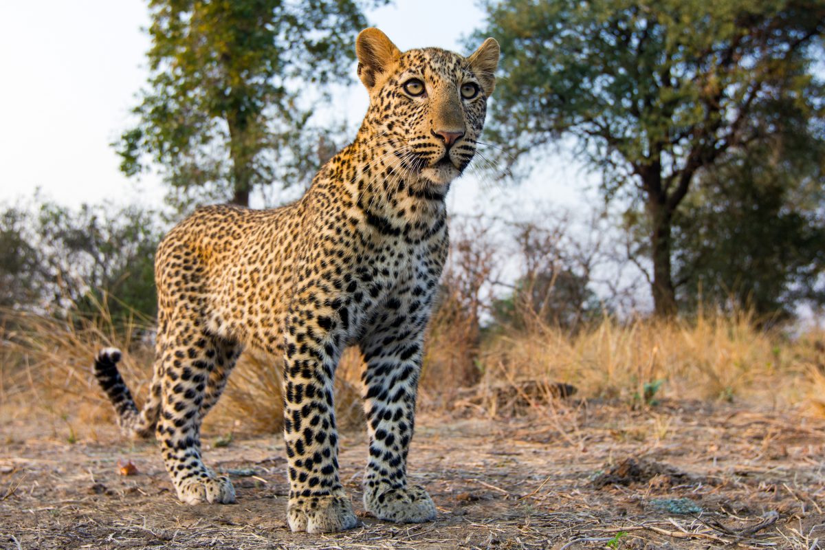 SAFARIS EN FAMILLE AFRIQUE ZAMBIE