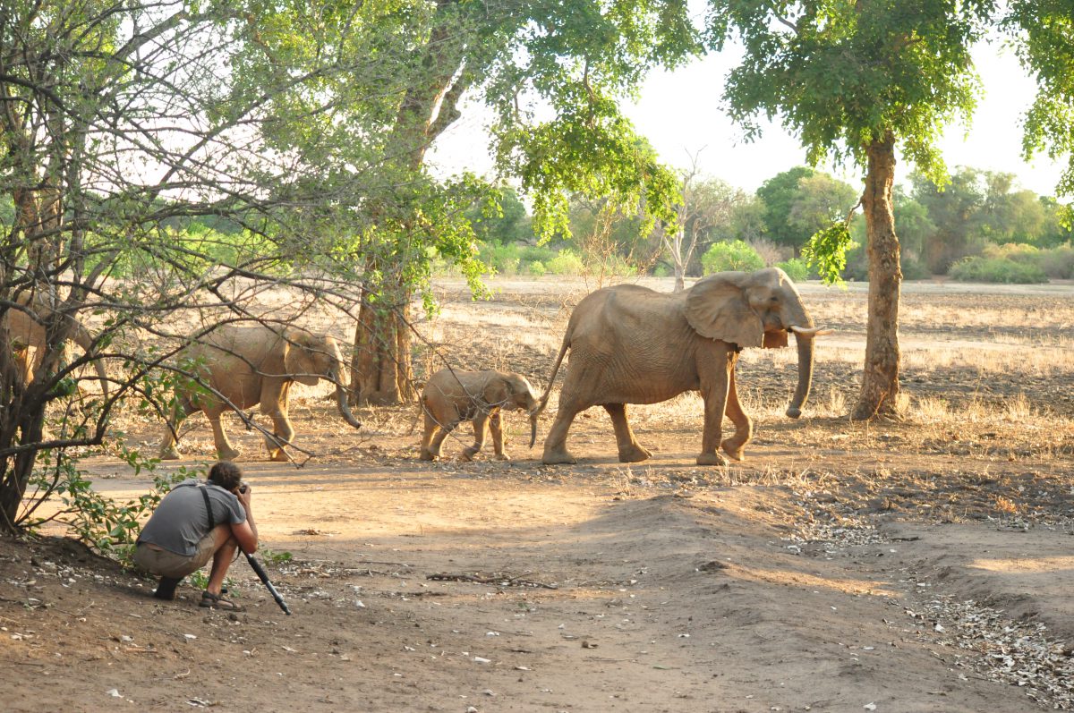 SAFARI ECORESPONSABLE AFRIQUE