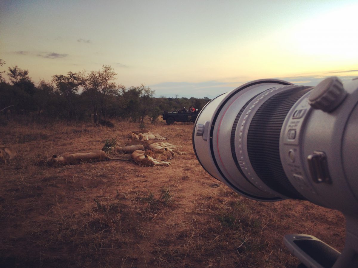 safari photo afrique du sud kruger lions