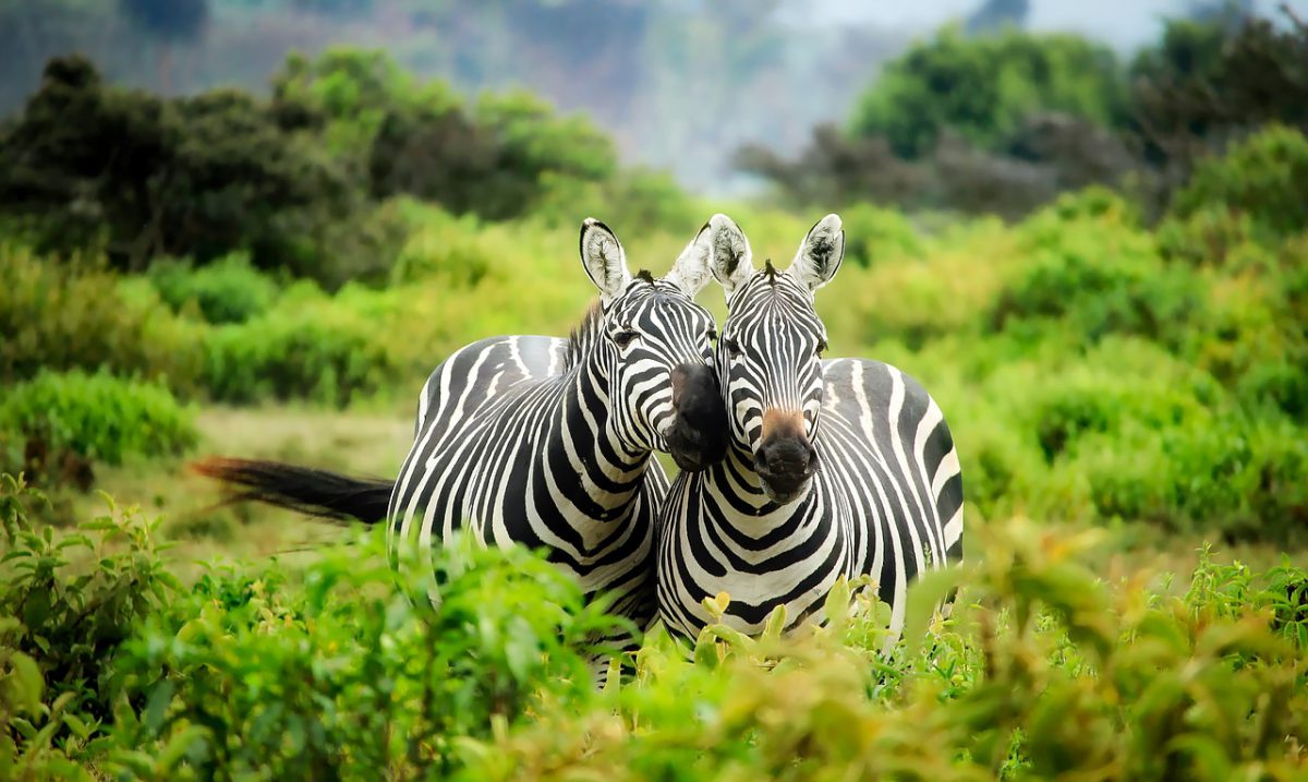 SAFARI TANZANIE LUXE