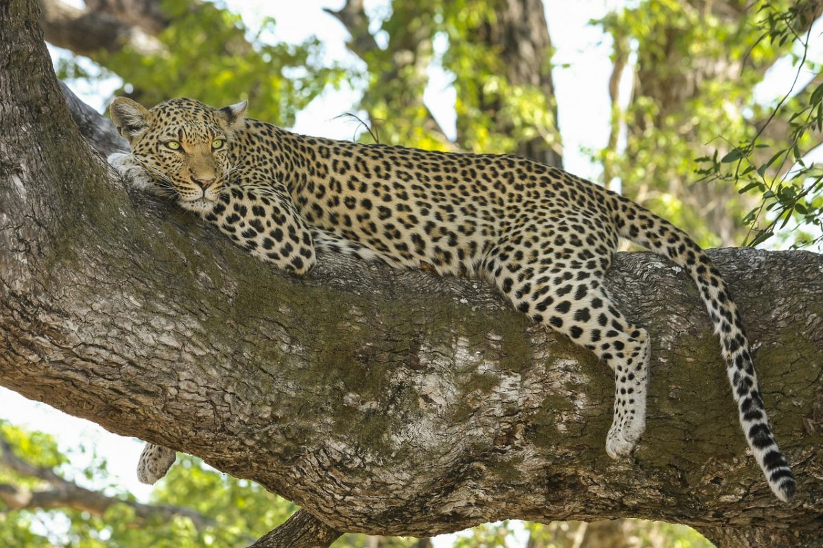 safaris-tanzanie-luxe