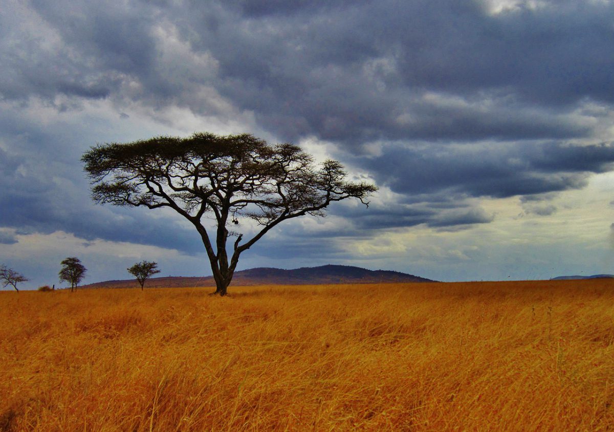 safari photo afrique du sud