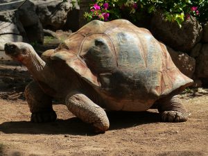 voyage luxe zanzibar tortue