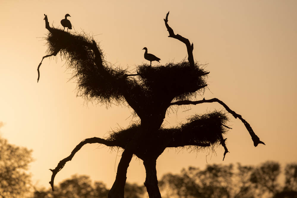 safari-photo-afrique-du-sud-kruger-birds
