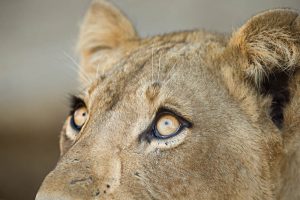 safari-photo-afrique-du-sud-kruger-lionne-2