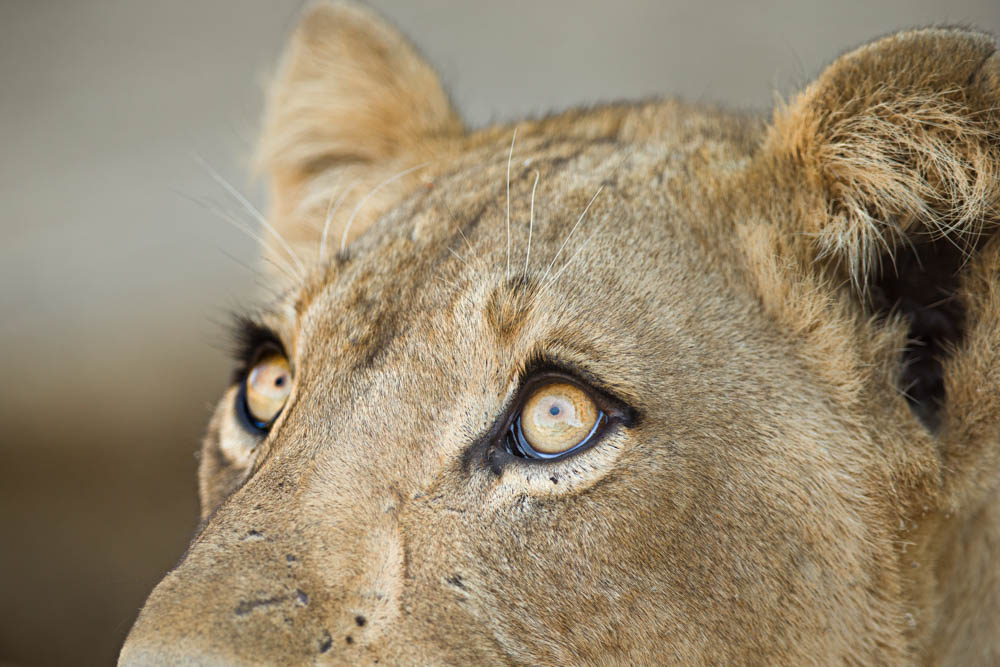 safari-photo-afrique-du-sud-kruger-lionne-2