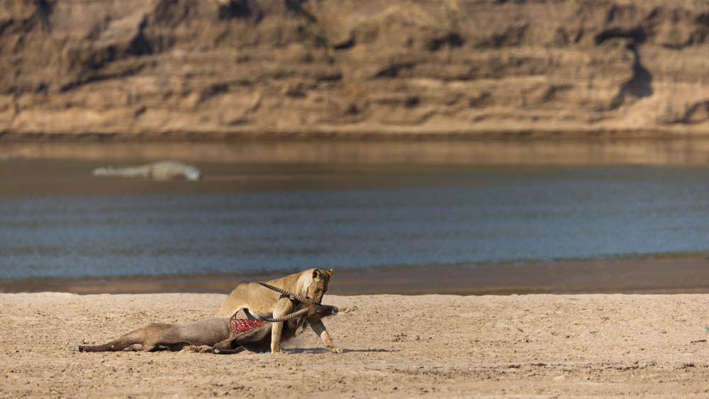 safari-photo-afrique-du-sud-kruger-lionne