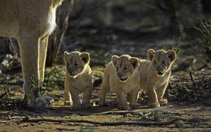 safari-photographique-zambie