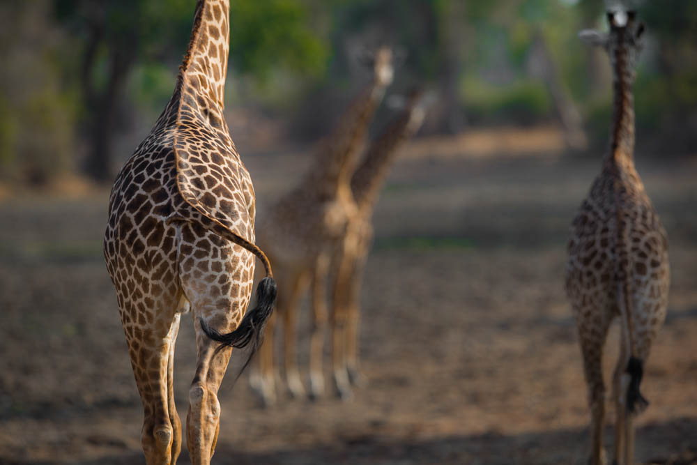 safari-photographique-zambie-girafes