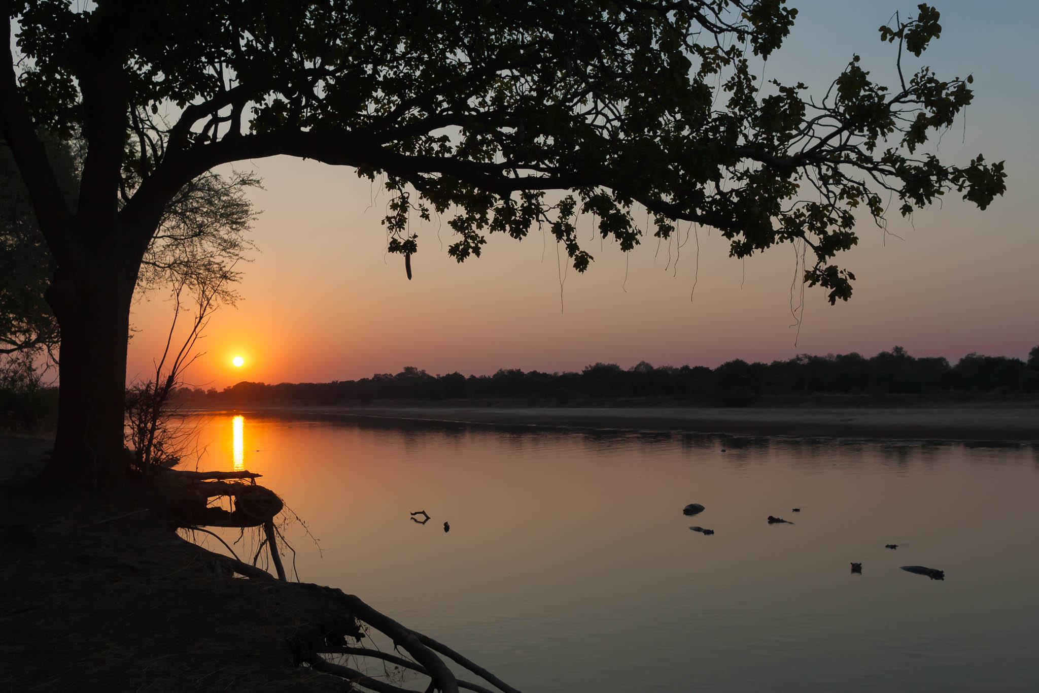 safari-photographique-zambie-hippos