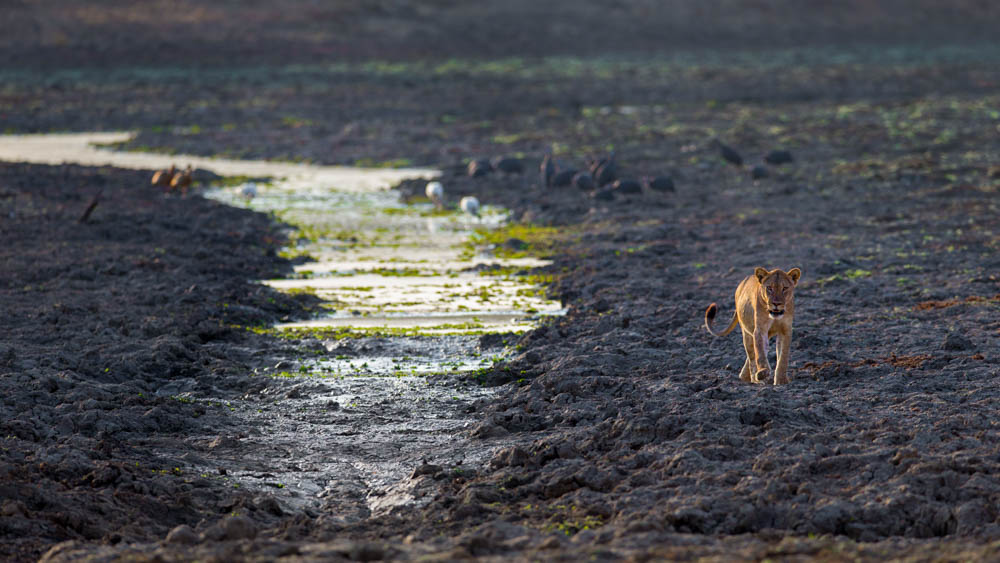 safari-photographique-zambie-jeune-lionne
