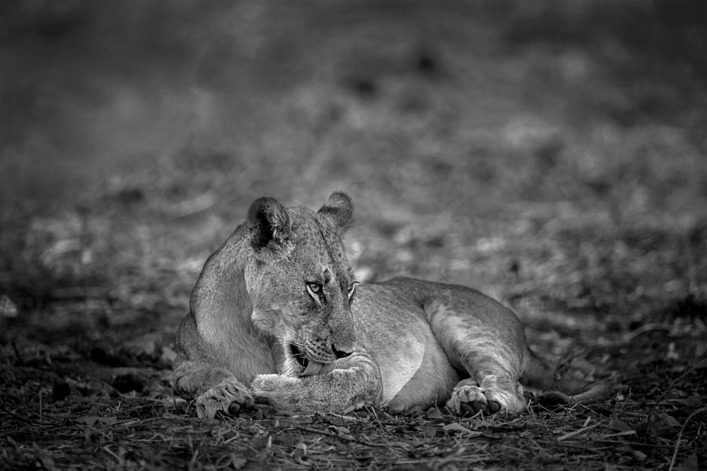 safari-photographique-afrique-lionne