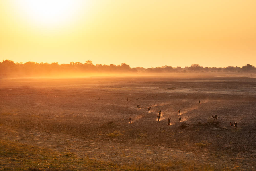 safari-photographique-zambie-lycaons