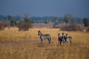 safari-photographique-zambie-zebres