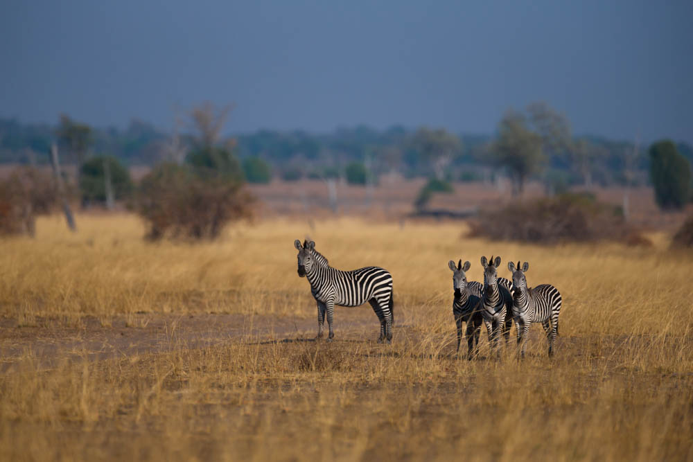 safari-photographique-zambie-zebres