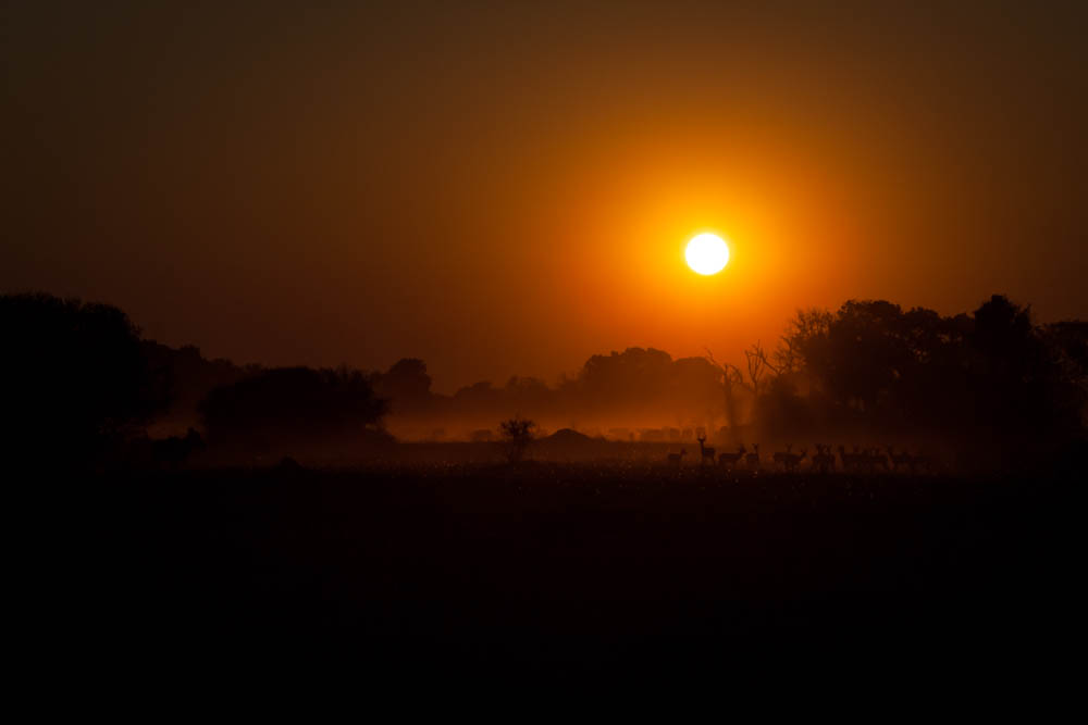 safari-photographique-coucher-de-soleil
