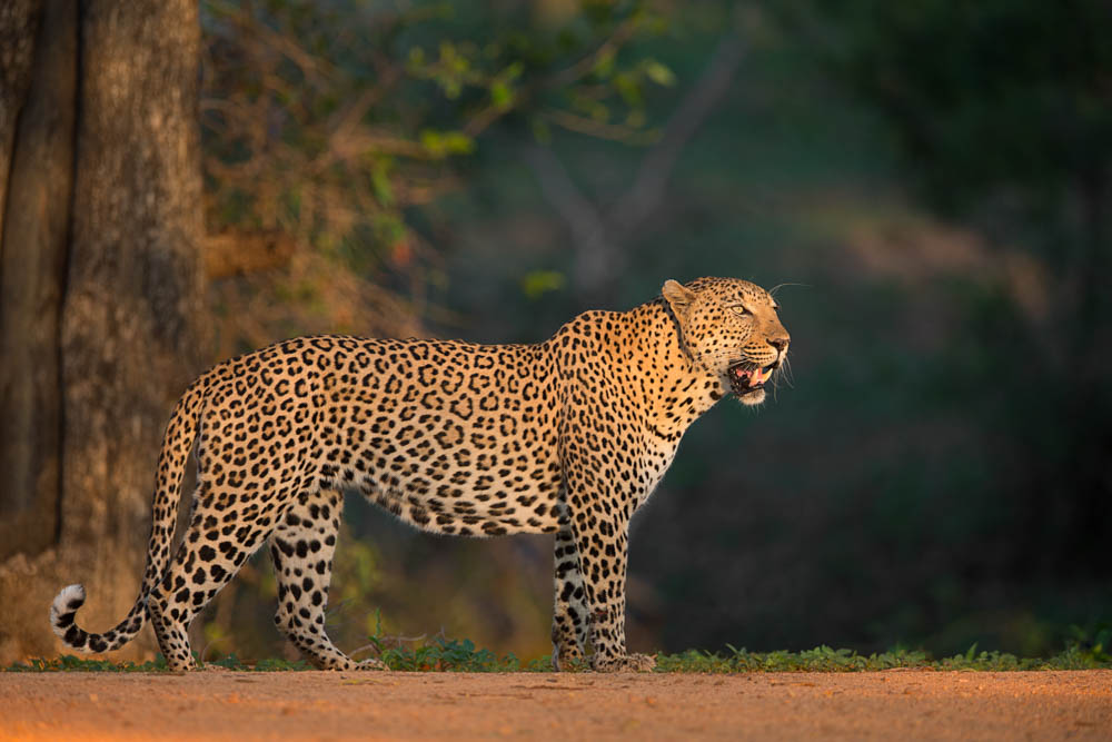 safari-photographique-afrique-leopard