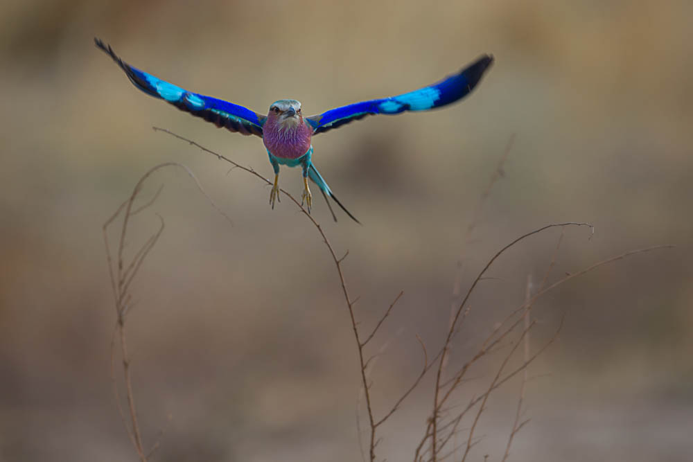 safari-photographique-zambie-oiseau