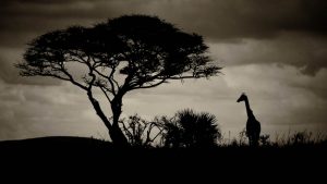 safari-photographique-afrique du sud-ombre-girafe