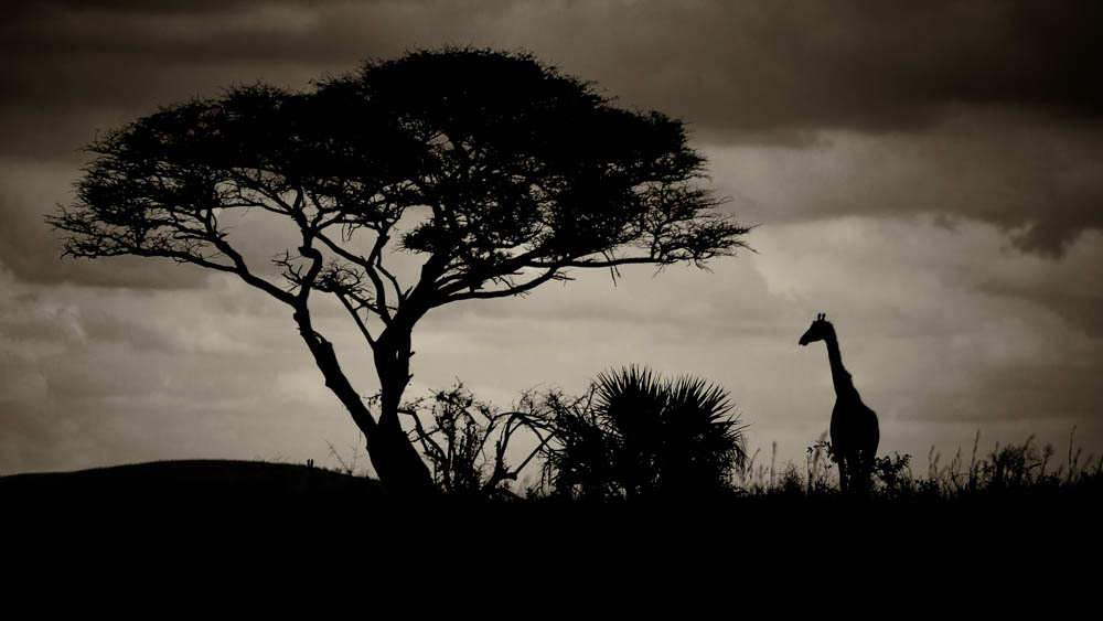 safari photographique en Zambie