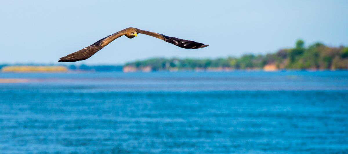 safari en bateau Zambeze afrique