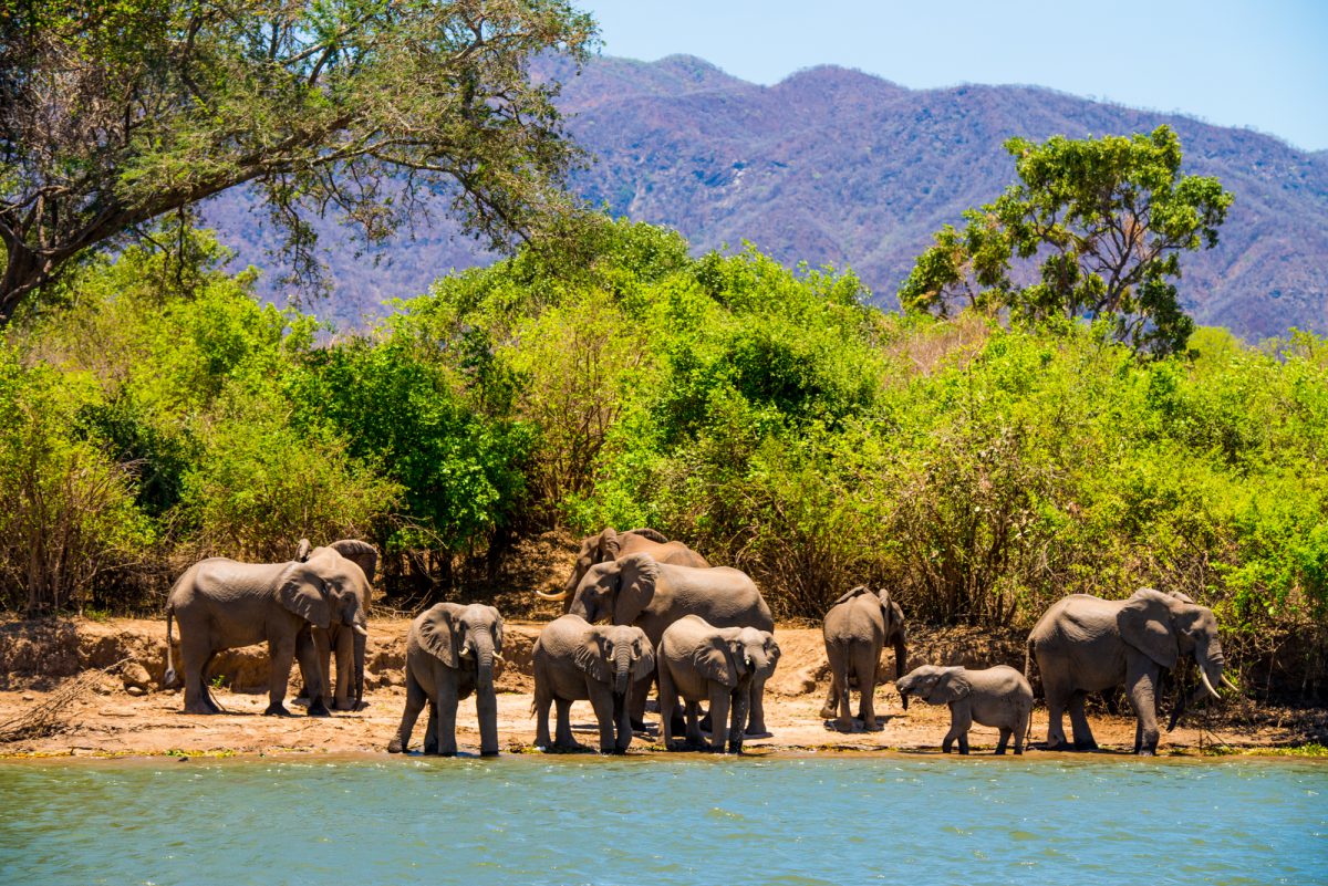 safaris en bateau Zambeze Afrique