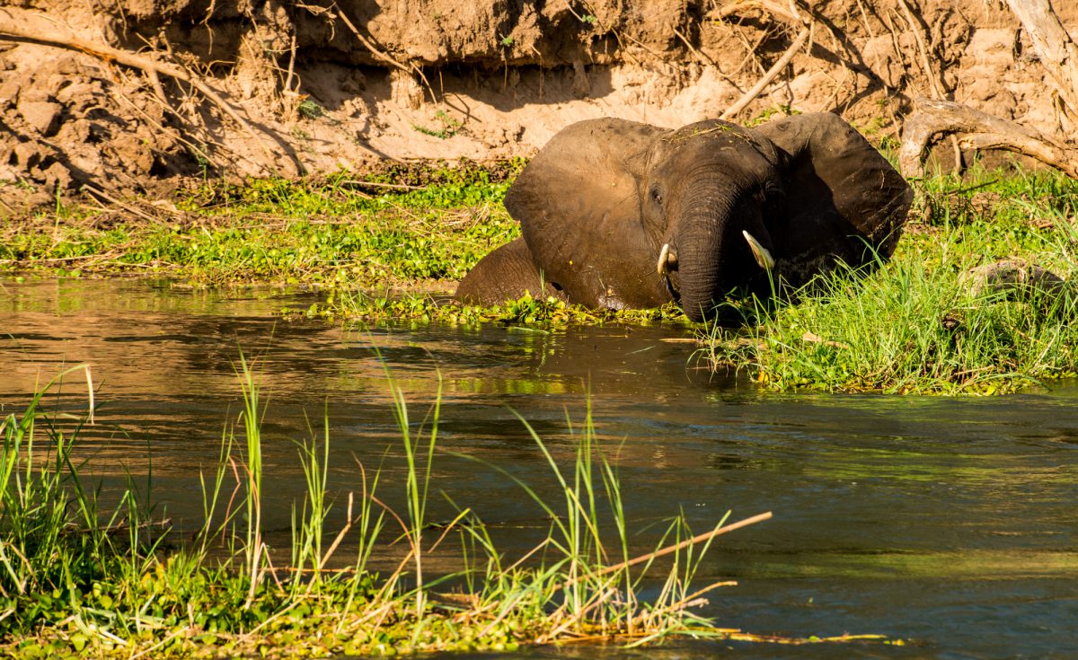 Safari en bateau Zambeze Afrique