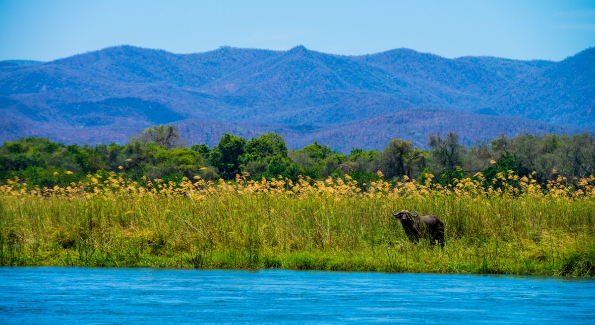 Safari en bateau Zambeze Afrique