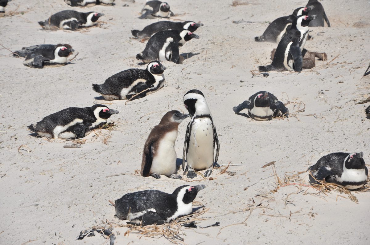 manchots du Cap-voyage- afrique