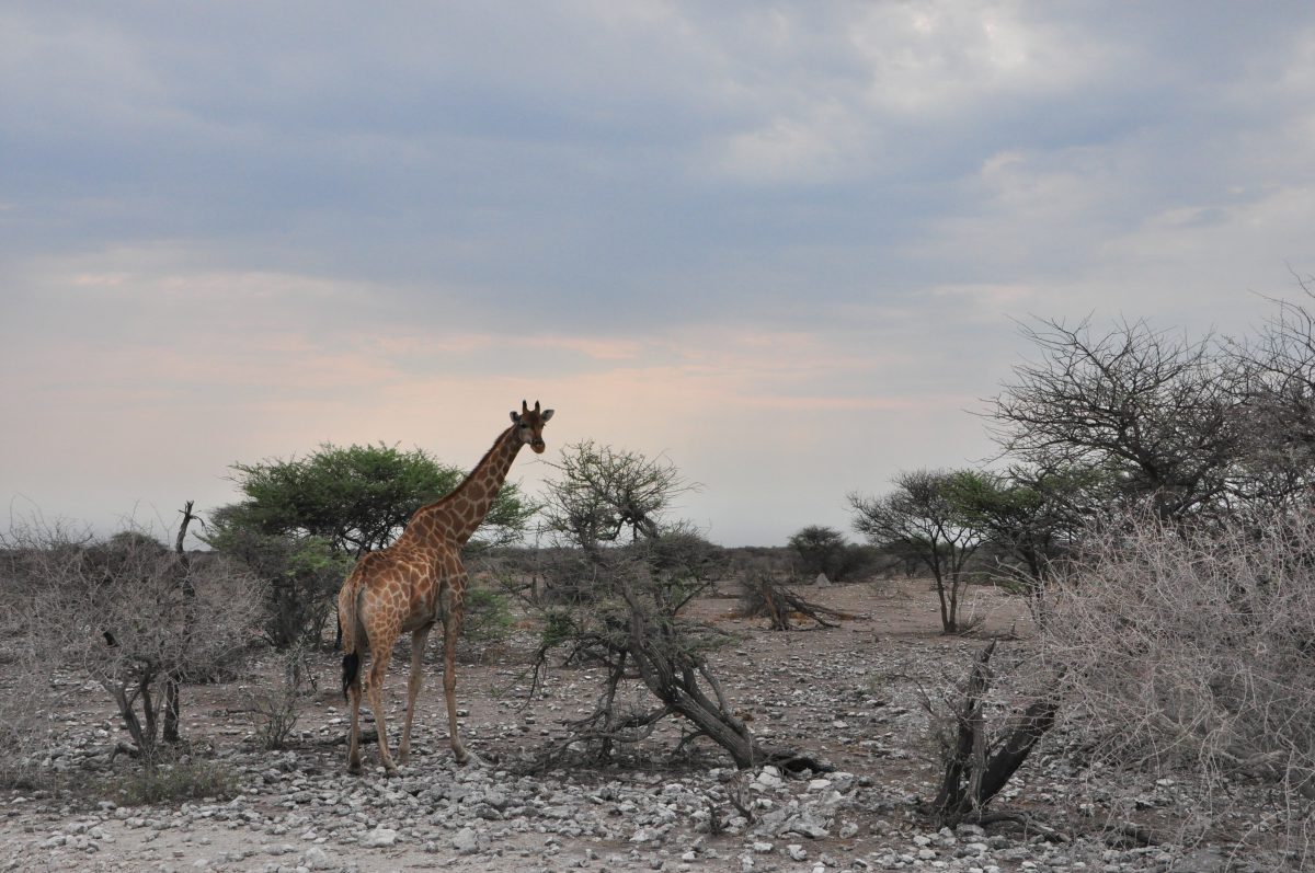 parc etosha namibie girafe