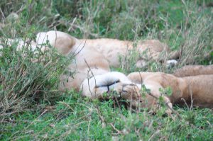 tanzanie-SAFARI SERENGETI