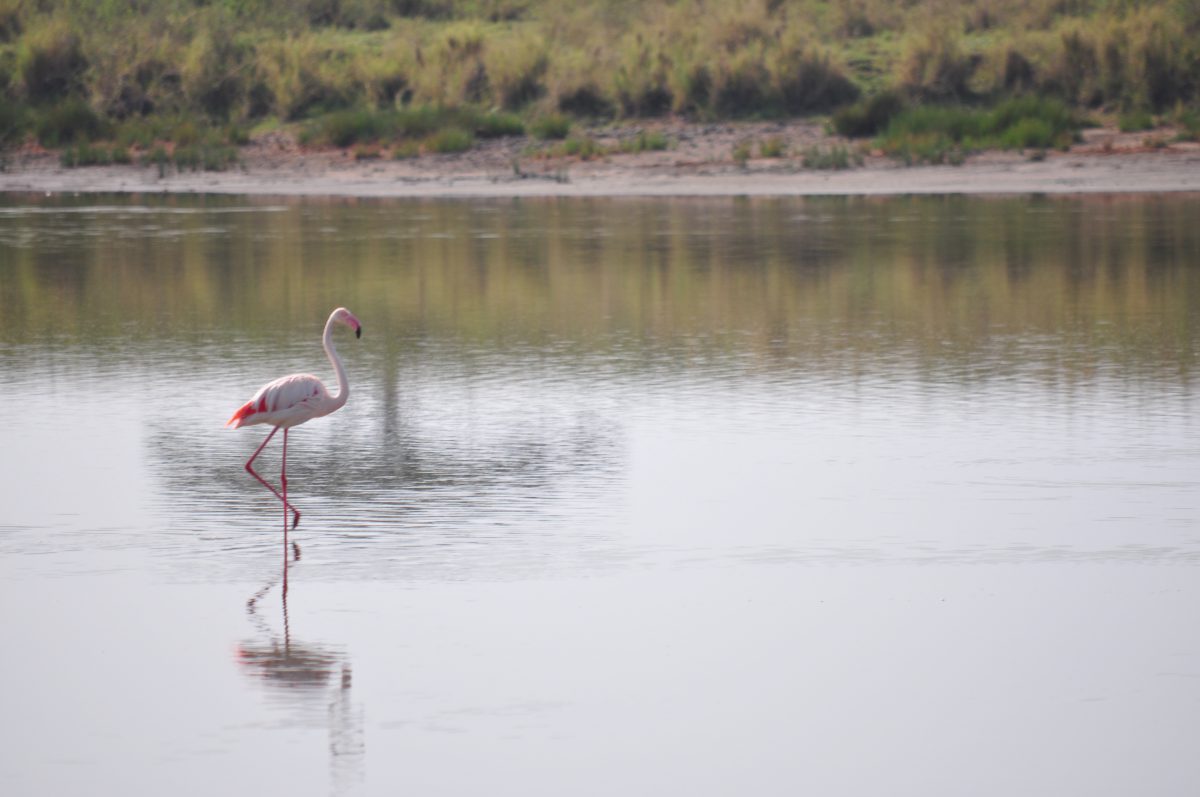 tanzanie-SAFARI SERENGETI FLAMAND ROSE