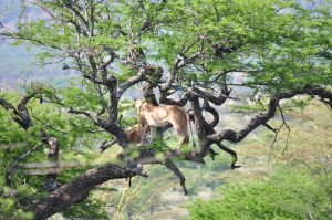 tanzanie-SERENGETI LIONS
