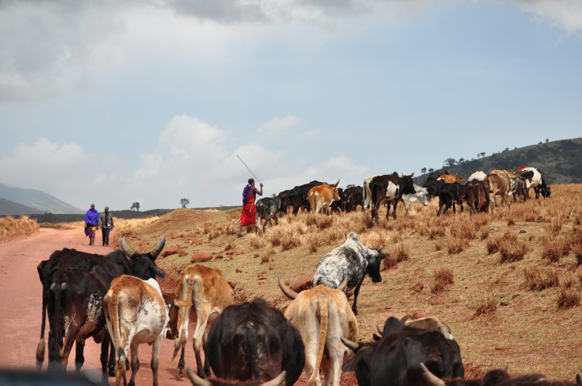 tanzanie-safari- massai